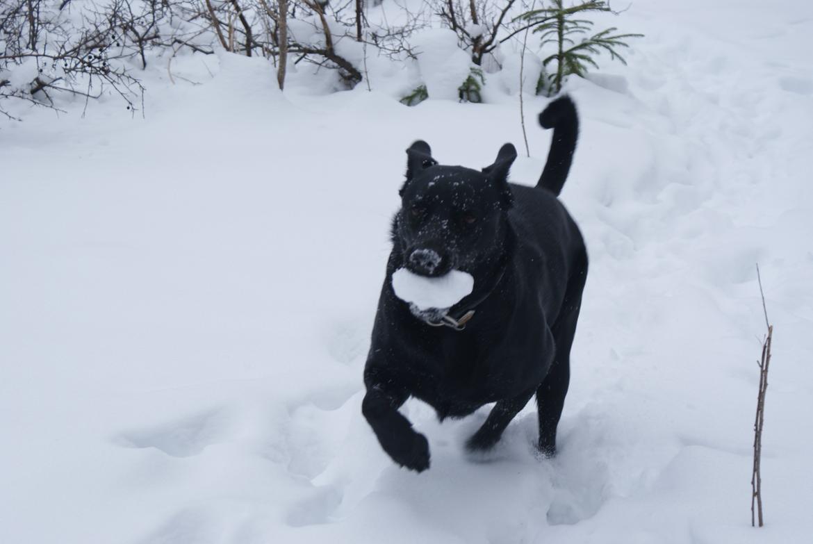 Blanding af racer Bella billede 16