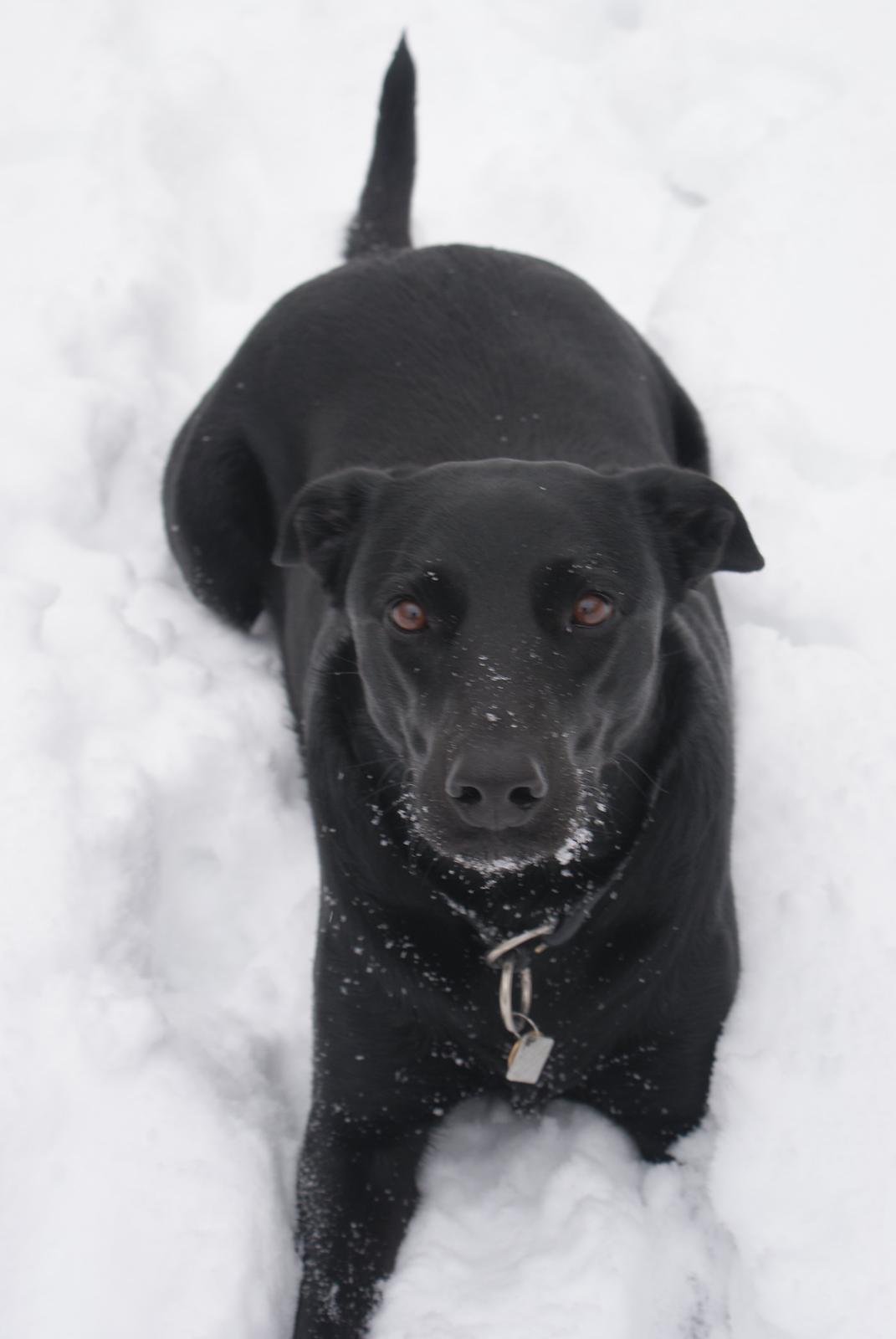 Blanding af racer Bella billede 17