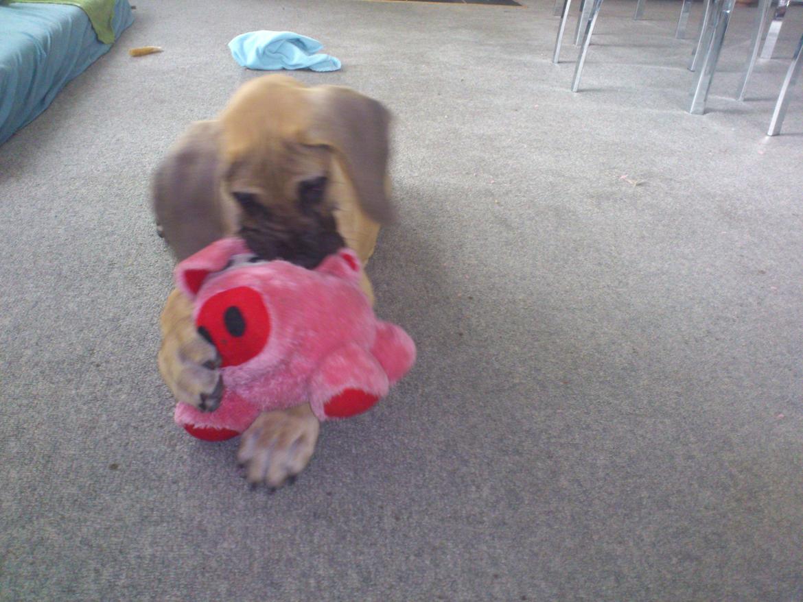 Grand danois The King and I prince Alain  -  Loke - Øffe var en dejlig legekammerat - desværre afgået ved døden ;) billede 13