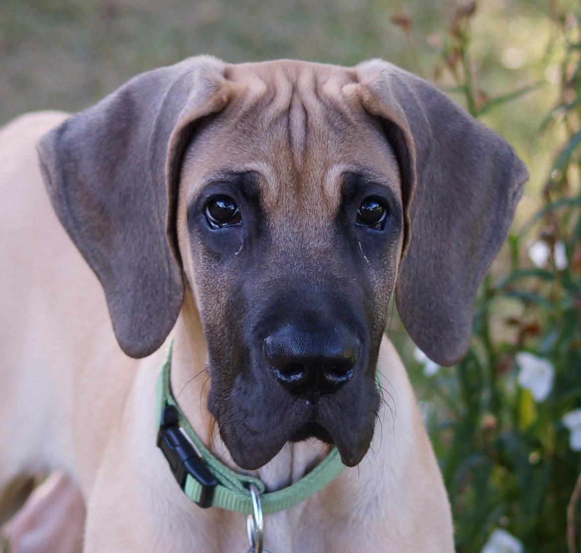 Grand danois The King and I prince Alain  -  Loke - Hej, og velkommen til min profil  :) billede 1