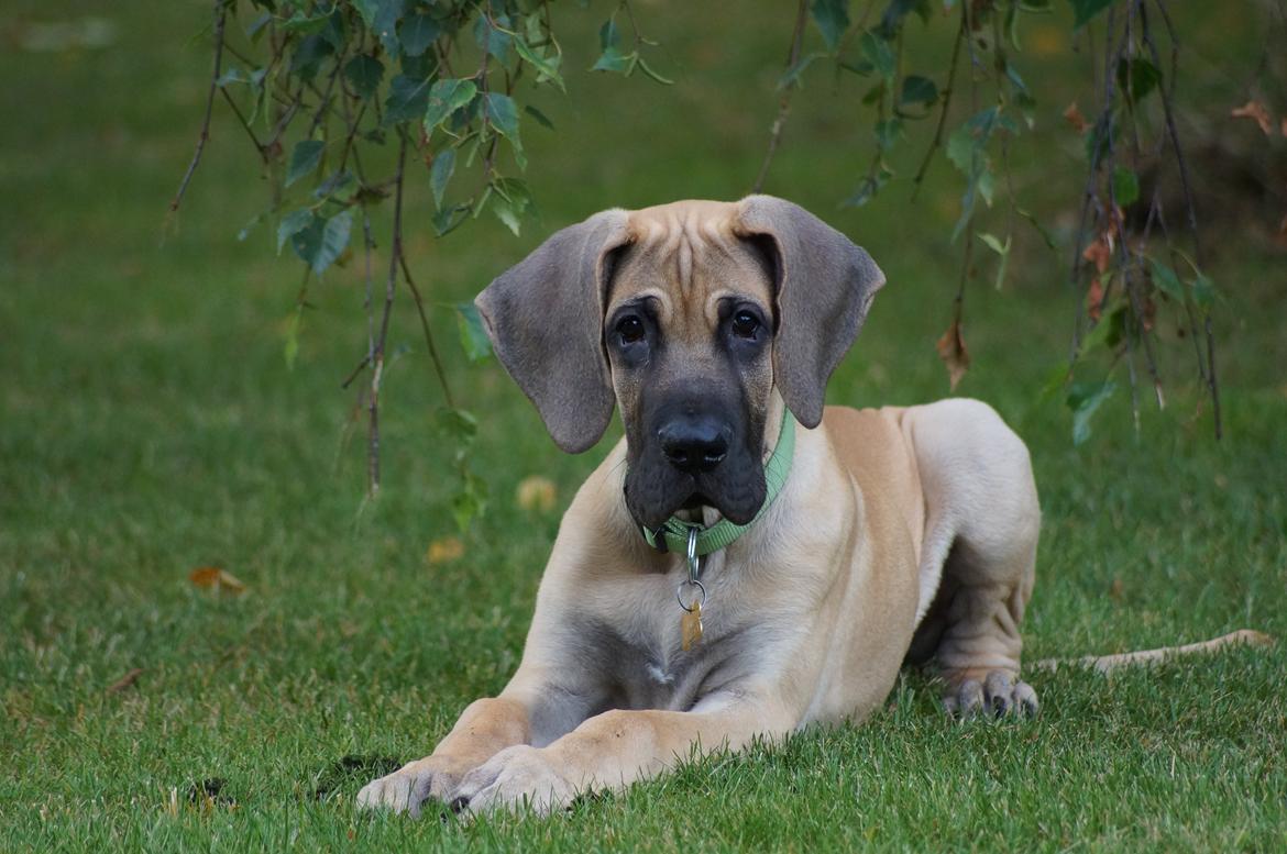 Grand danois The King and I prince Alain  -  Loke - Smuksak... billede 14