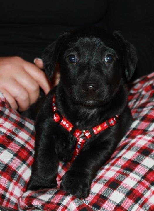 Blanding af racer Pixie - Pixie'pigen lige kommet hjem (: billede 14