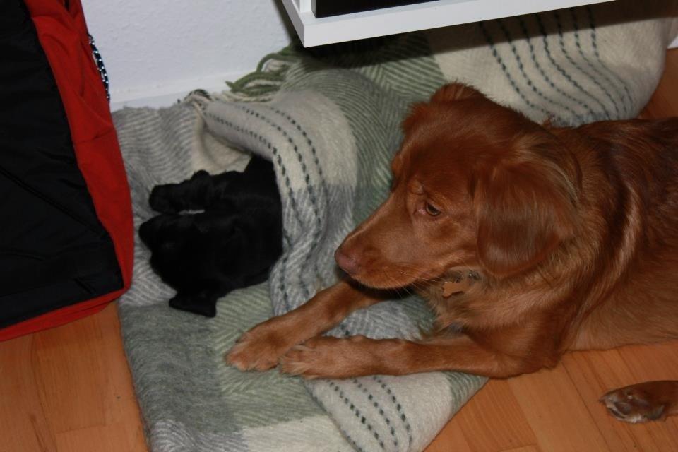 Blanding af racer Pixie - Freya passer på Pixie imens hun tager en lur (: billede 16