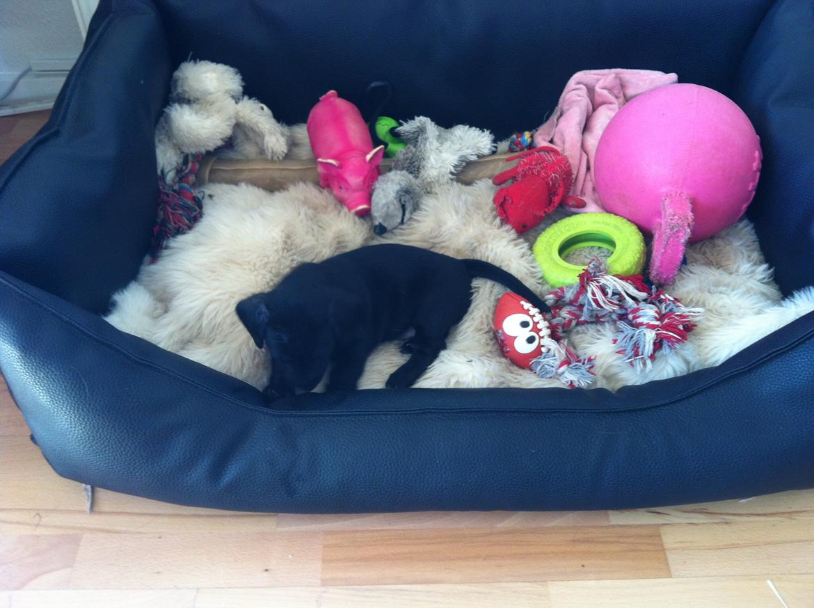 Blanding af racer Pixie - Pixie har taget taget Freyas kurv (: billede 17