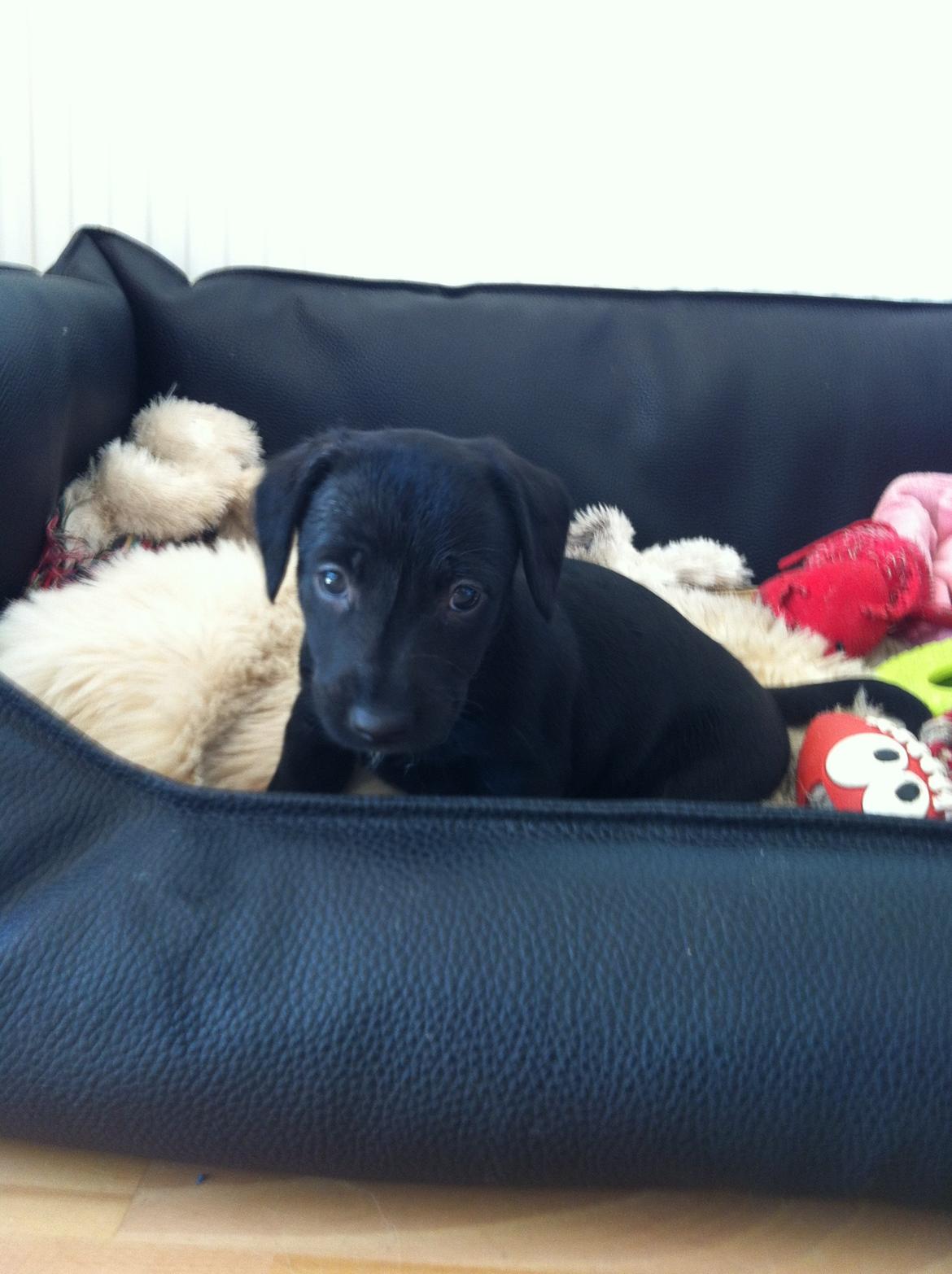 Blanding af racer Pixie billede 18