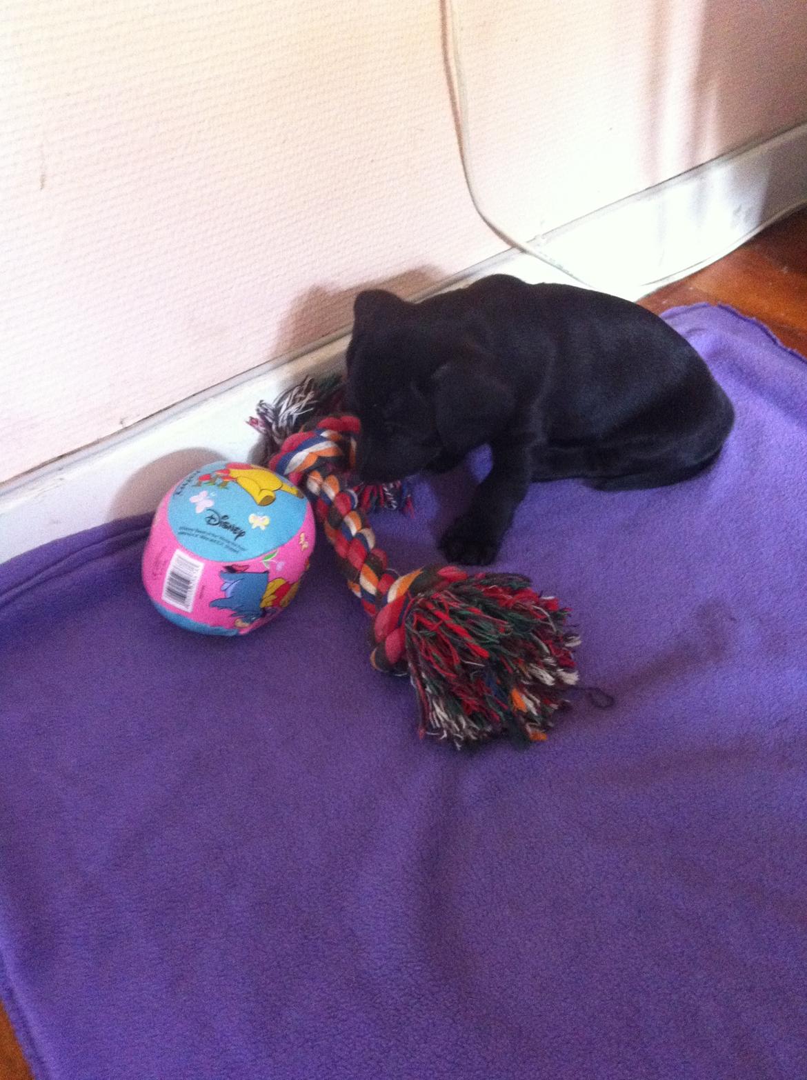 Blanding af racer Pixie - Pixie endelig kommet helt hjem til hendes nye hjem (: billede 7