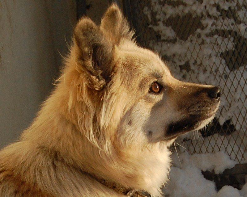 Islandsk fårehund Núna ( Nuggi ) billede 1