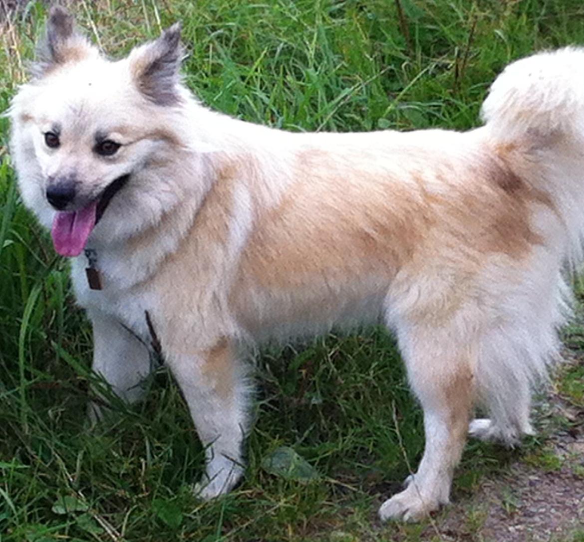 Islandsk fårehund Núna ( Nuggi ) billede 2