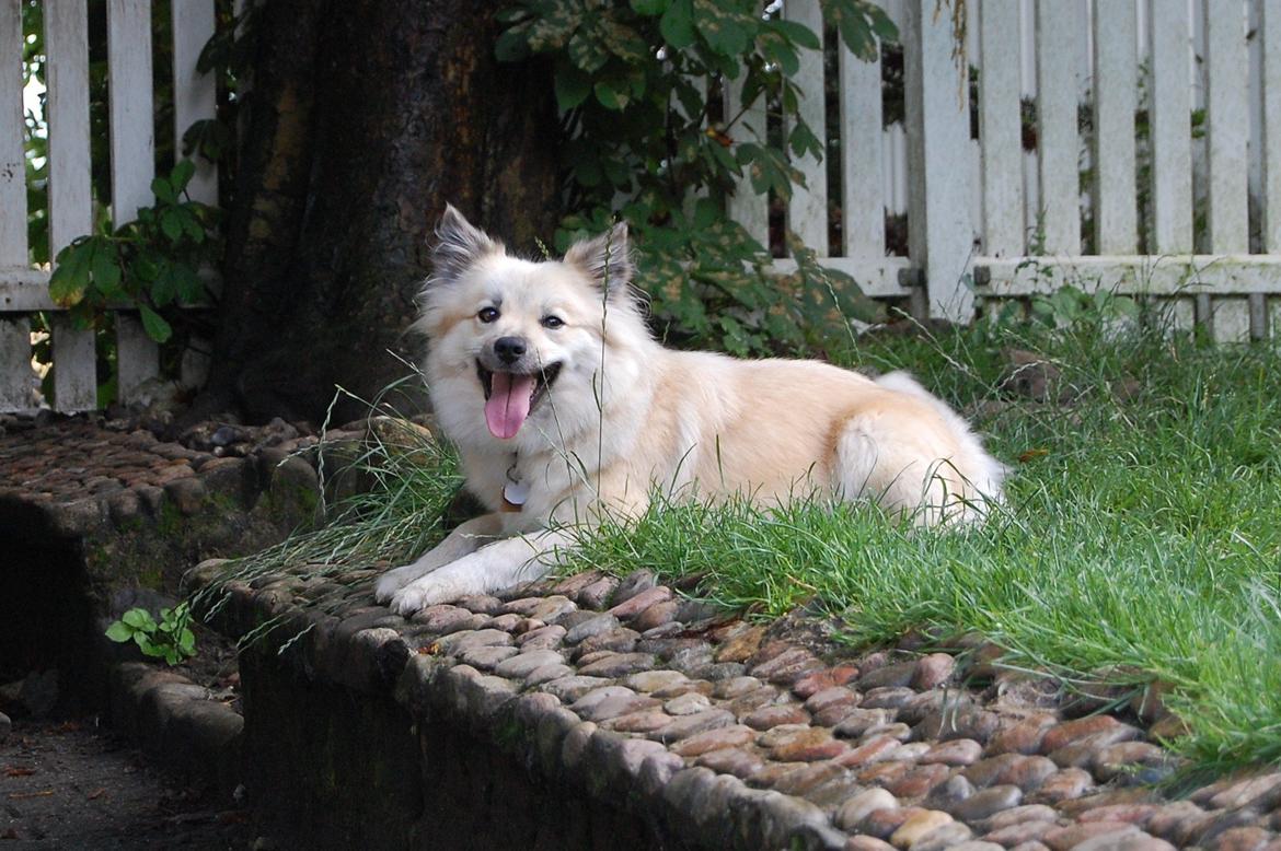 Islandsk fårehund Núna ( Nuggi ) billede 3