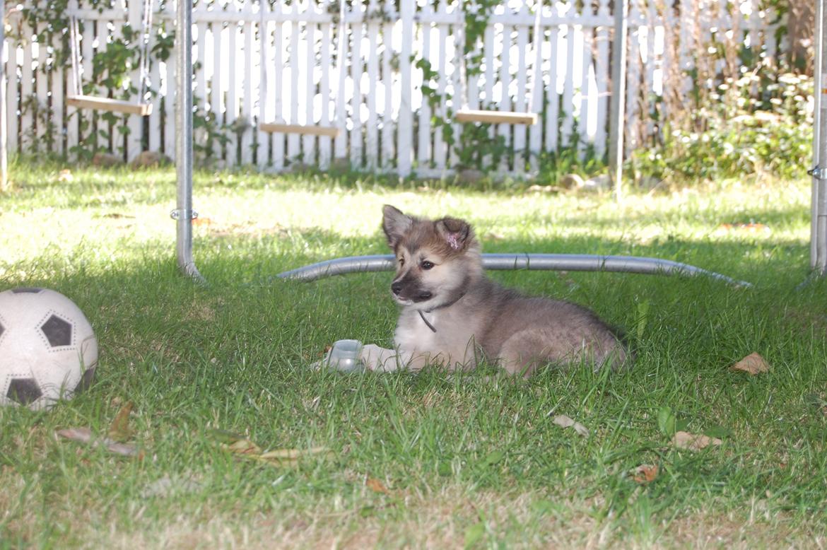 Islandsk fårehund Núna ( Nuggi ) billede 4