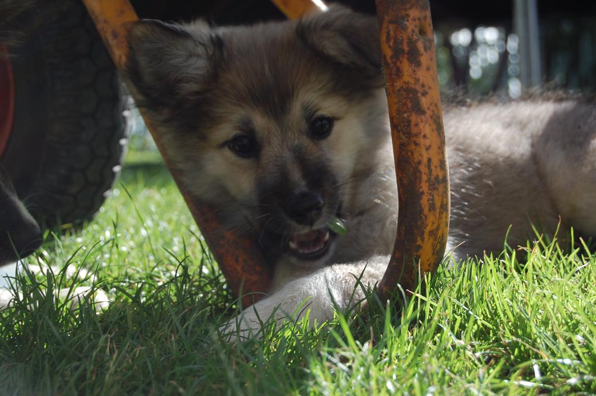Islandsk fårehund Núna ( Nuggi ) billede 5