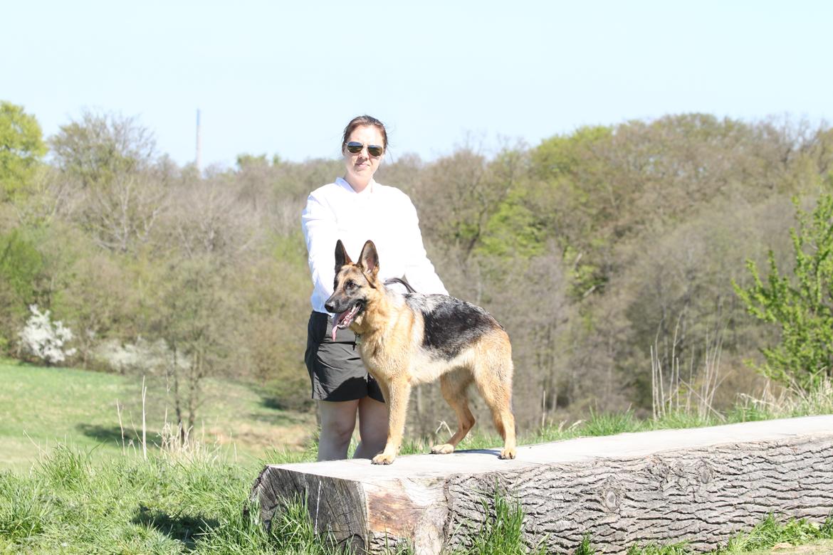 Schæferhund Pippi billede 3