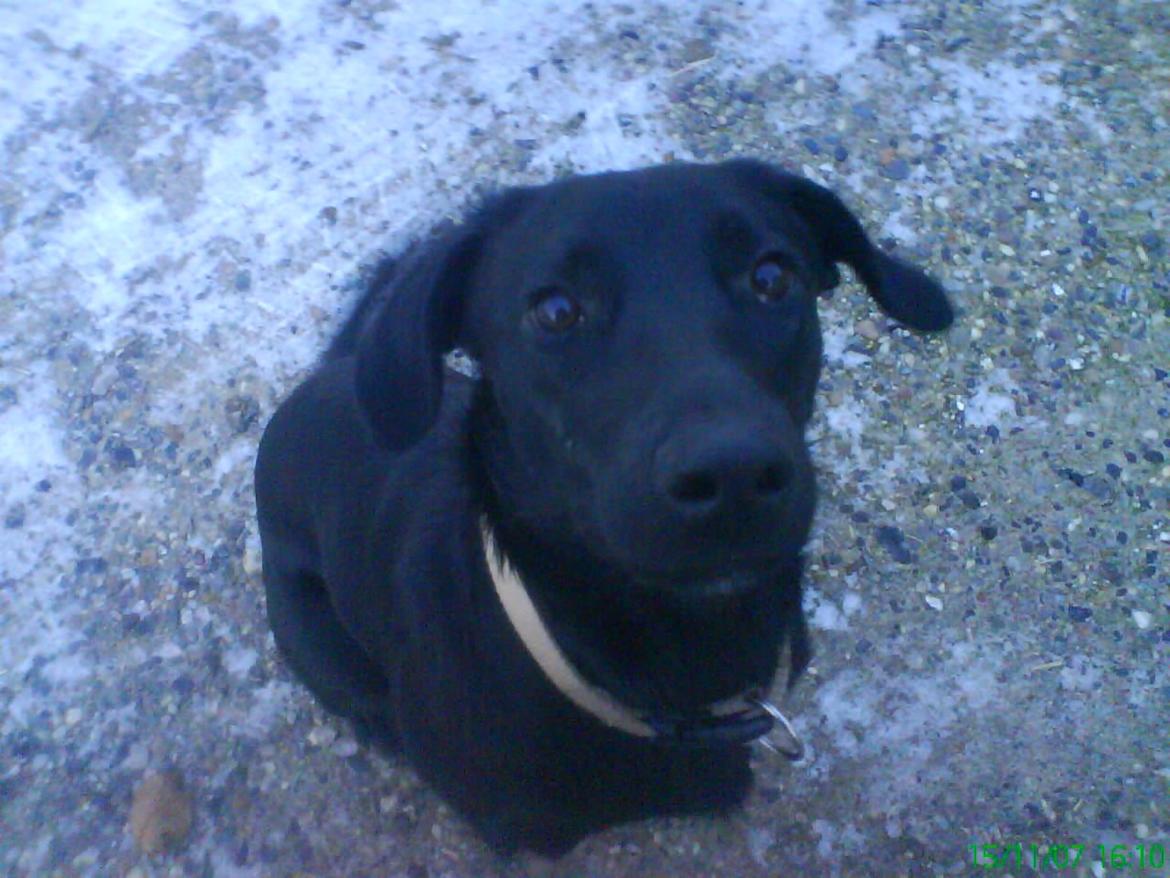 Blanding af racer Bella billede 11