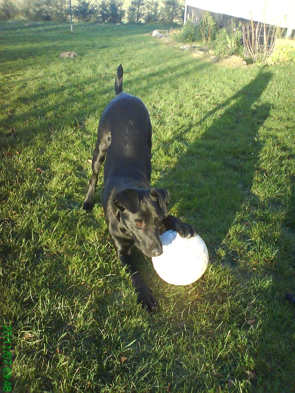 Blanding af racer Bella billede 4