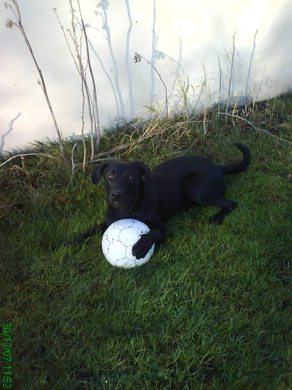 Blanding af racer Bella billede 5