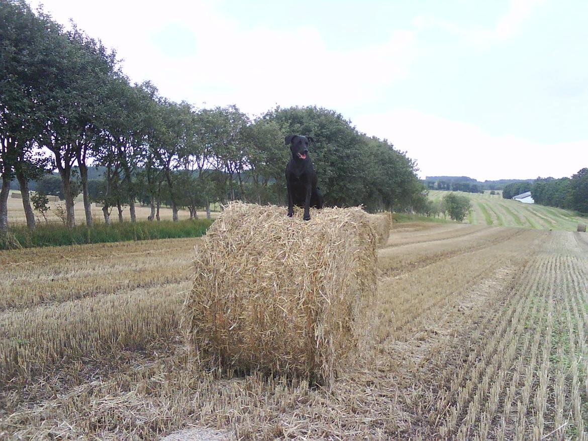 Blanding af racer Bella - dronning af halmballen ;) billede 7