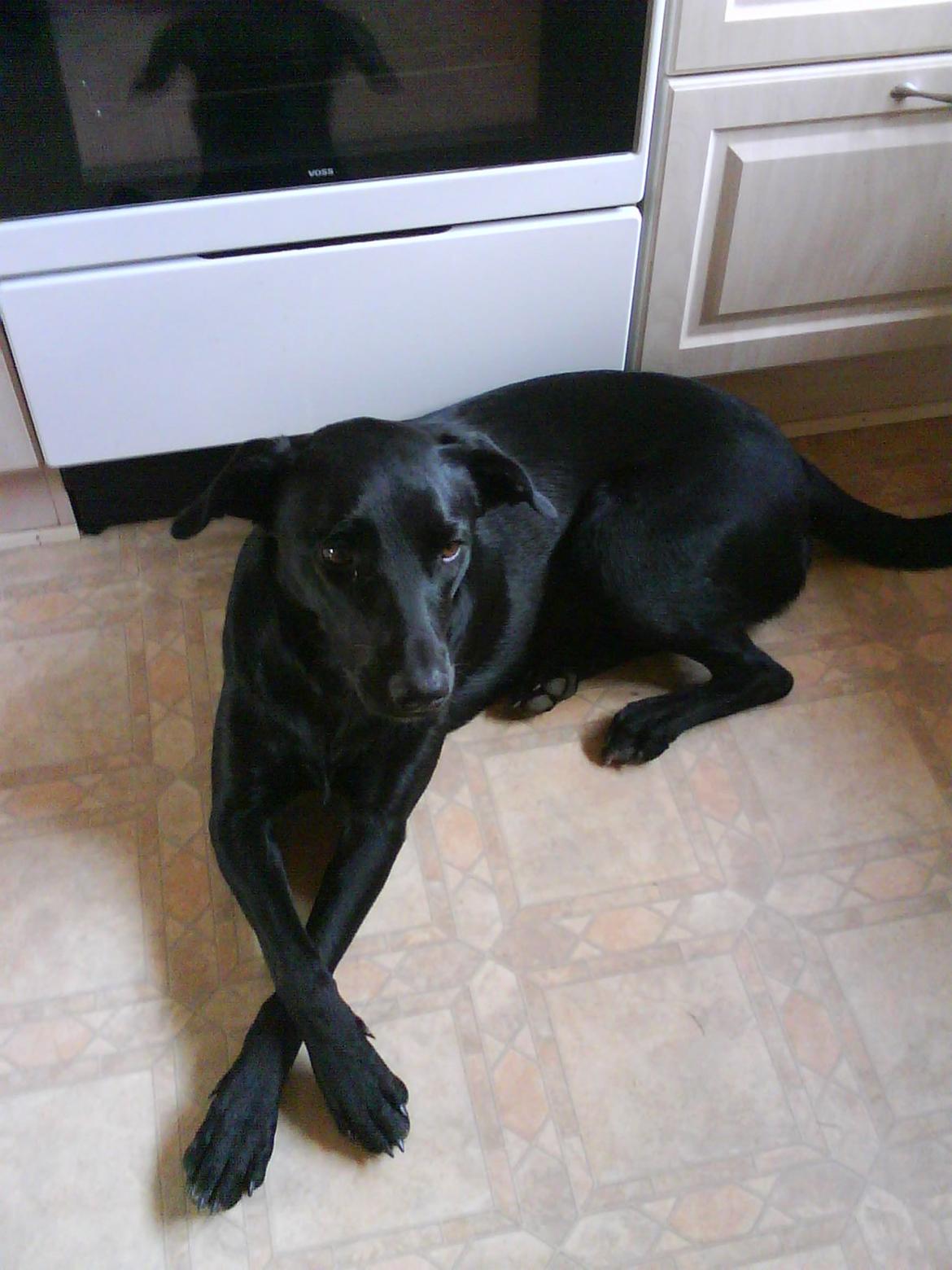 Blanding af racer Bella billede 10