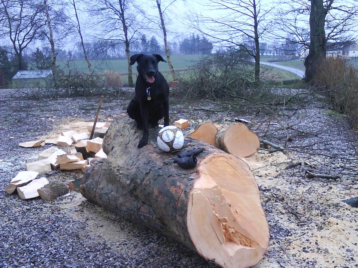 Blanding af racer Bella billede 12