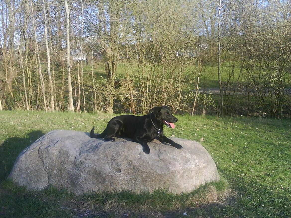 Blanding af racer Bella billede 14