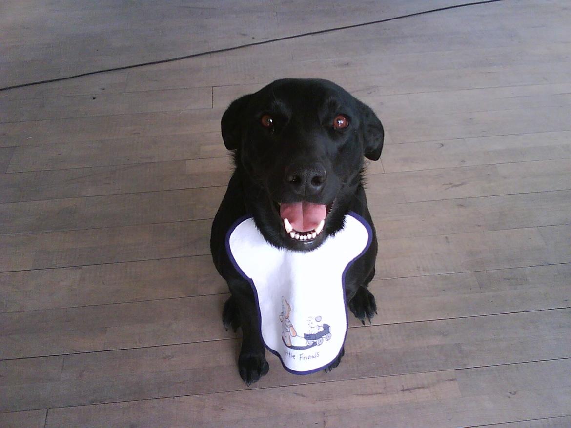 Blanding af racer Bella billede 15