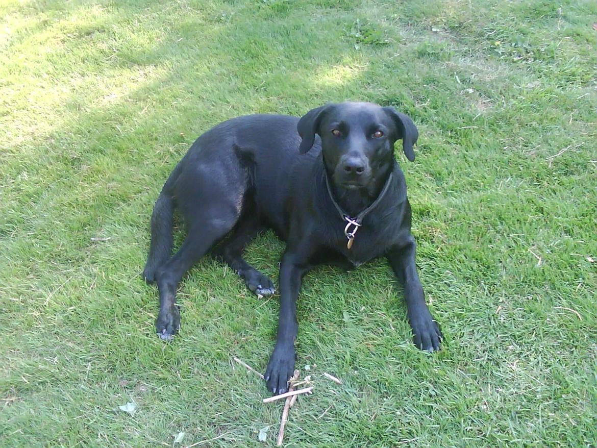 Blanding af racer Bella billede 13