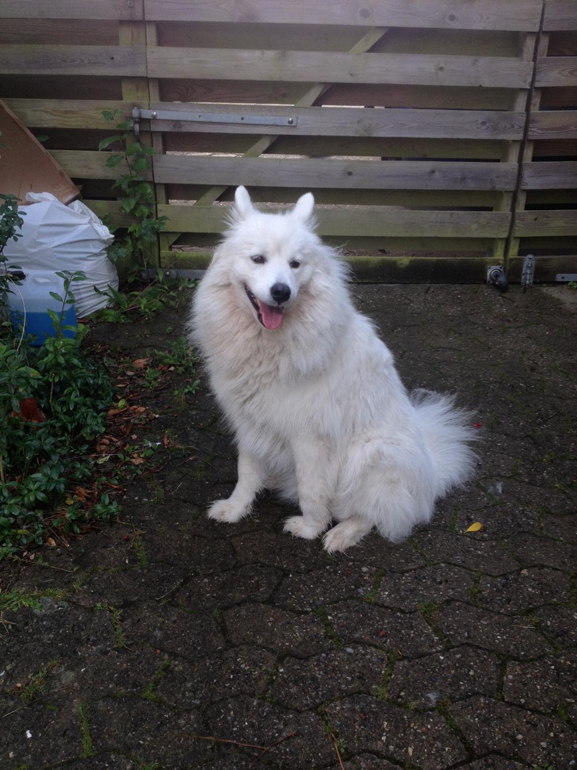 Samojedhund Molly - :) billede 2