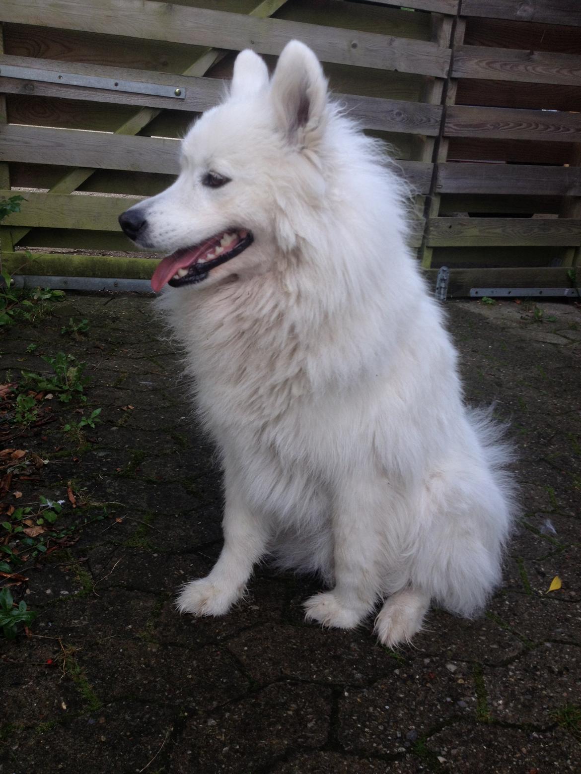 Samojedhund Molly - søde:D billede 3