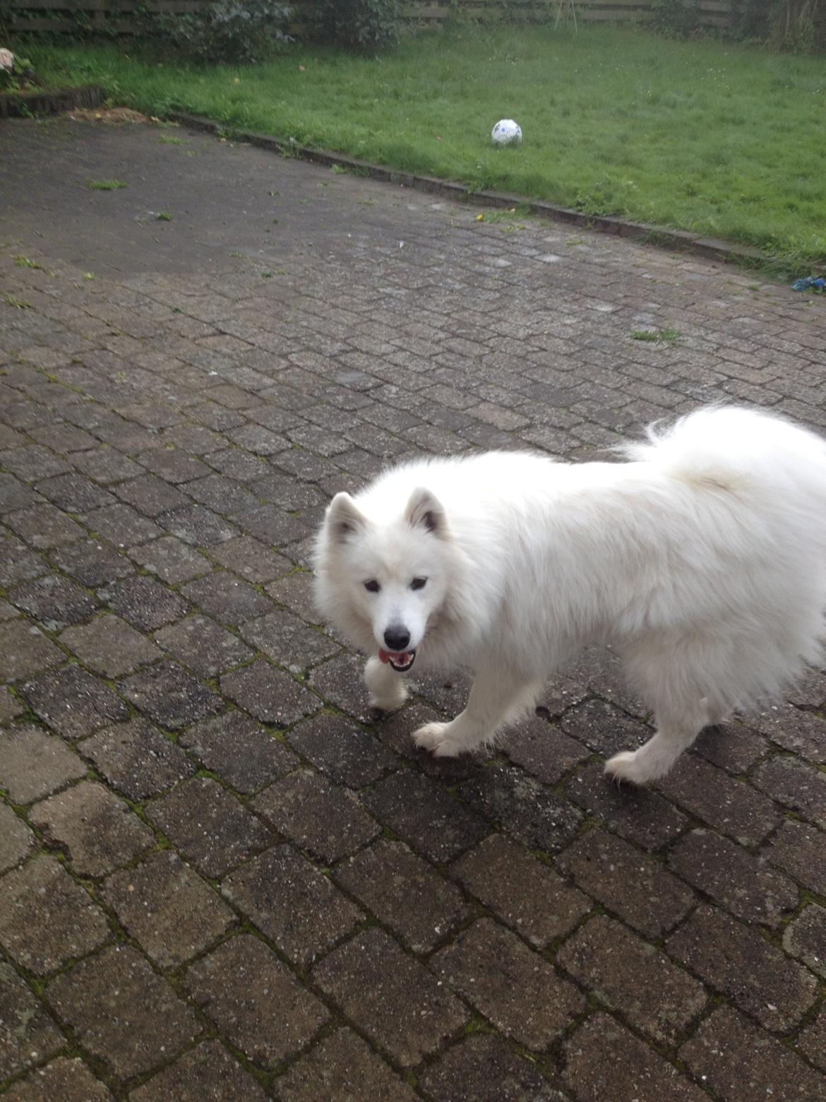 Samojedhund Molly - :P billede 4