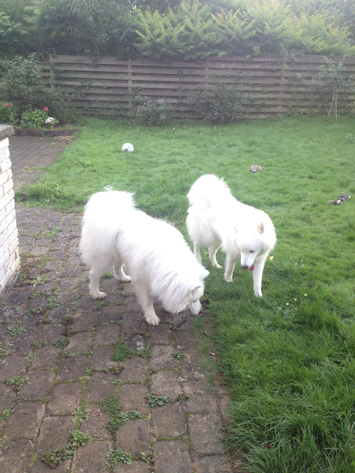 Samojedhund Molly - <3 billede 5