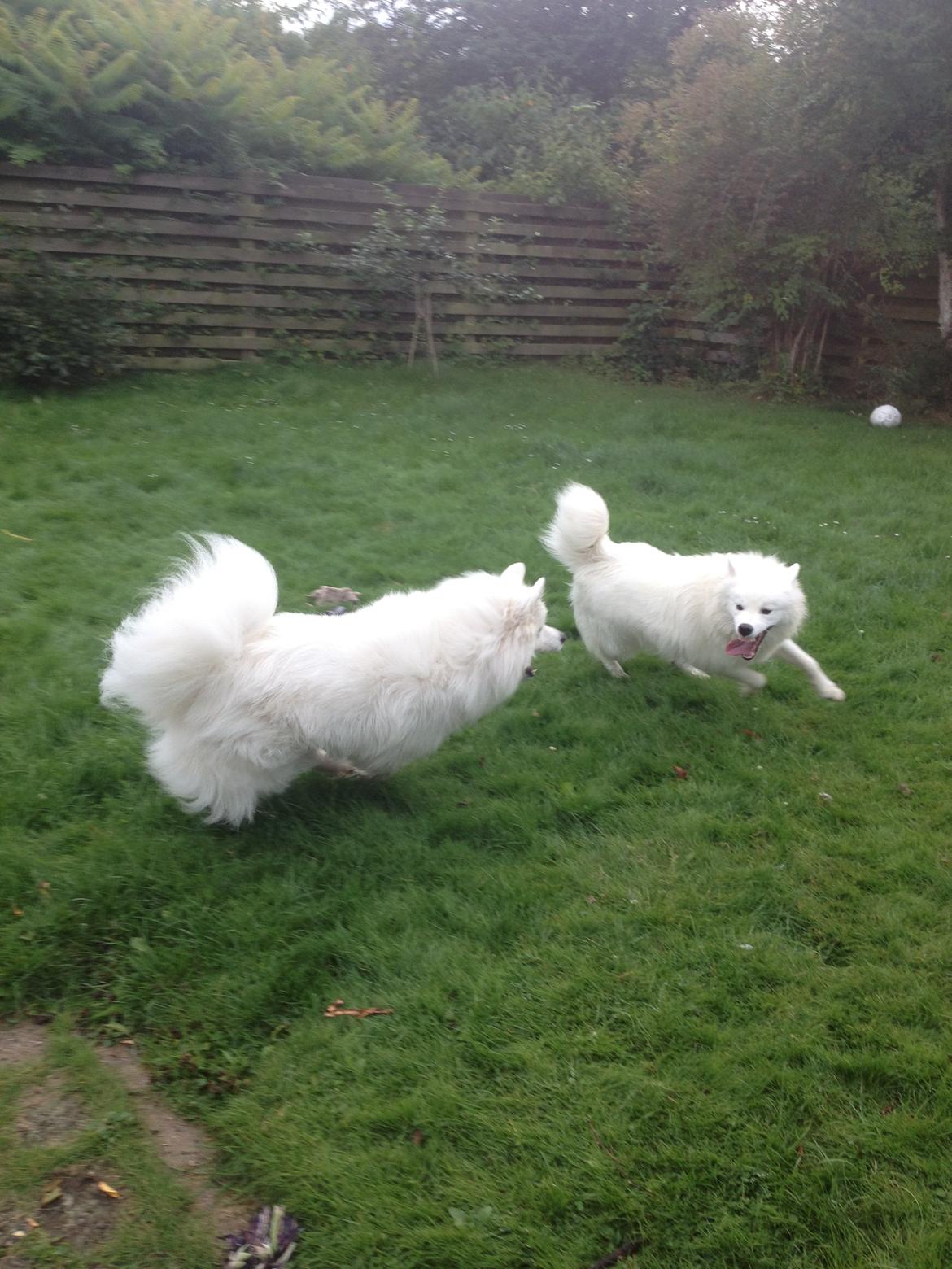 Samojedhund Molly - Emma og Molly leger billede 6