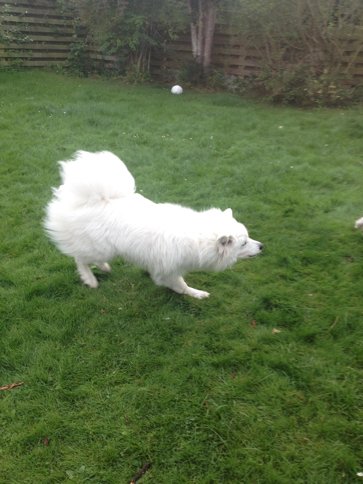 Samojedhund Molly - hehe billede 7