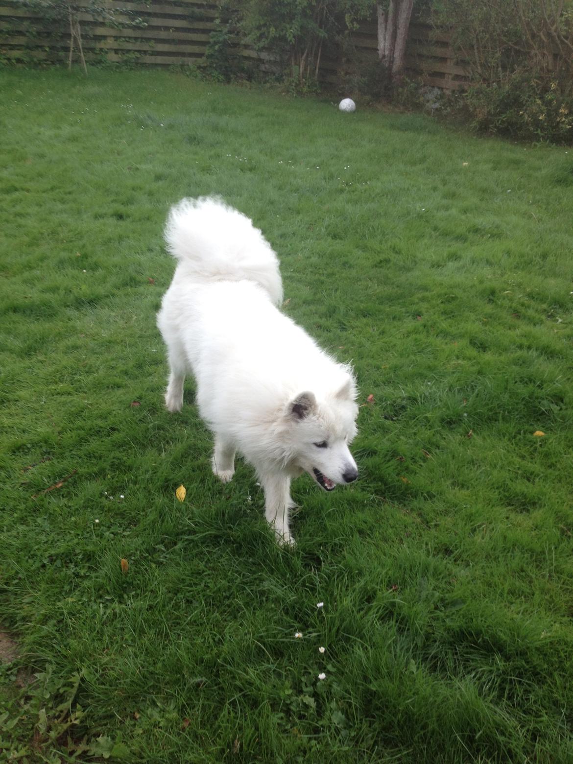 Samojedhund Molly - :-) billede 8