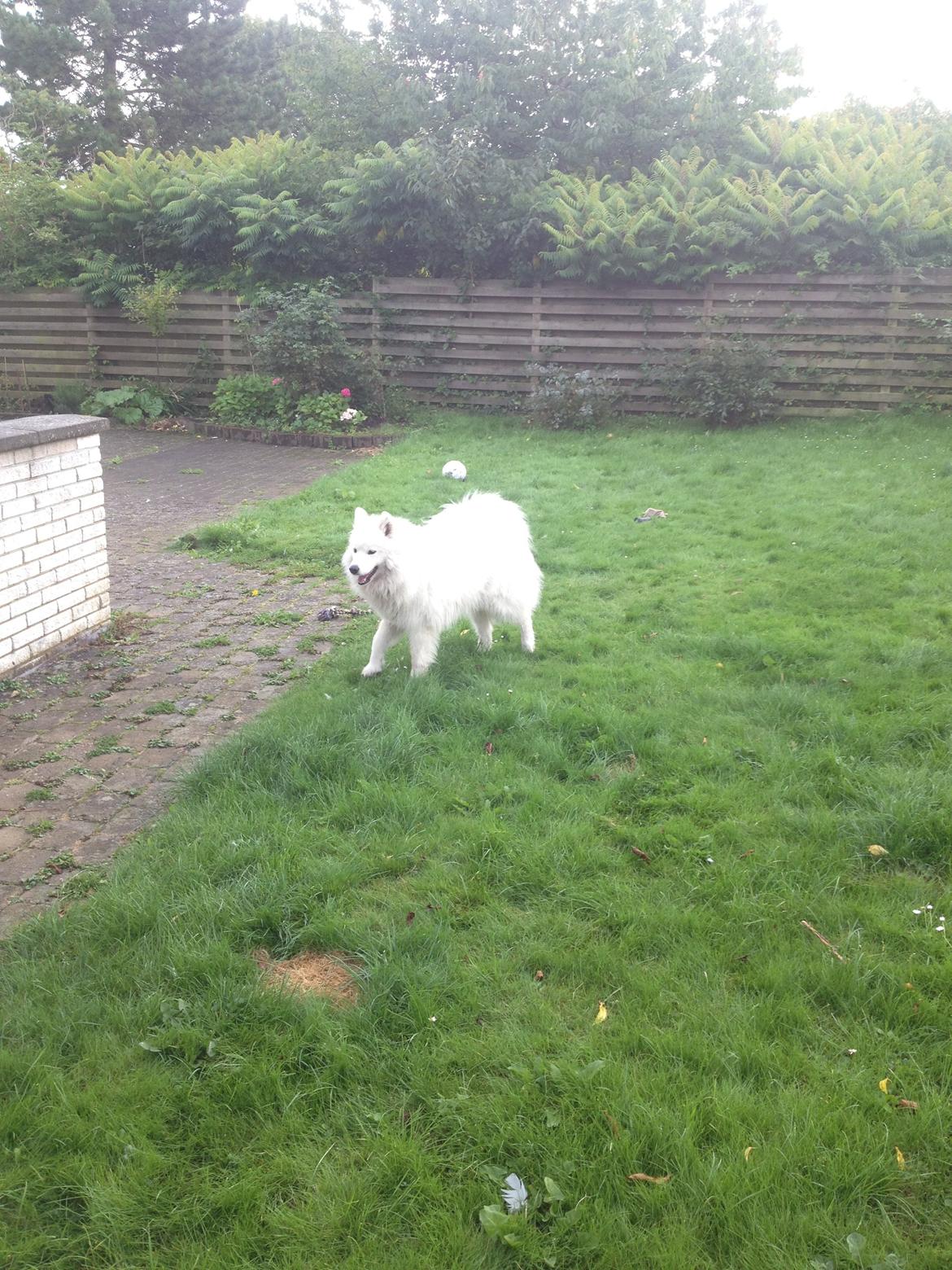 Samojedhund Molly - ;D billede 9