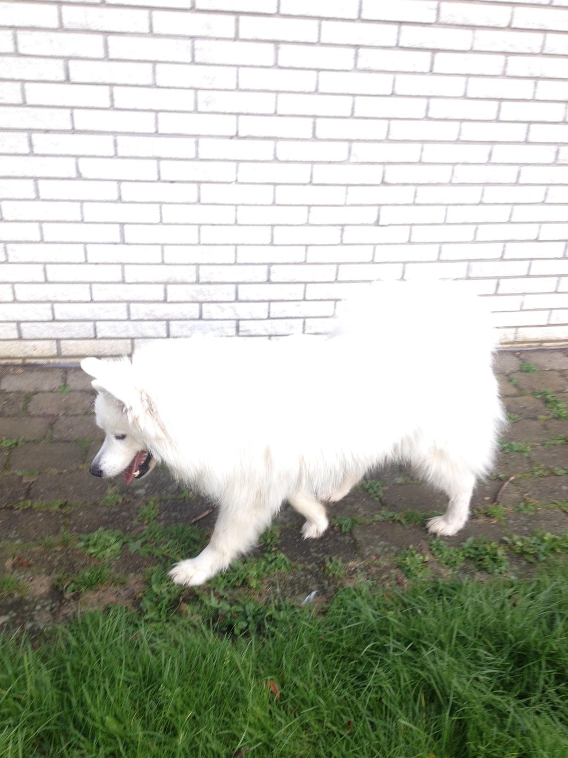 Samojedhund Molly - smukke Molly:) billede 10