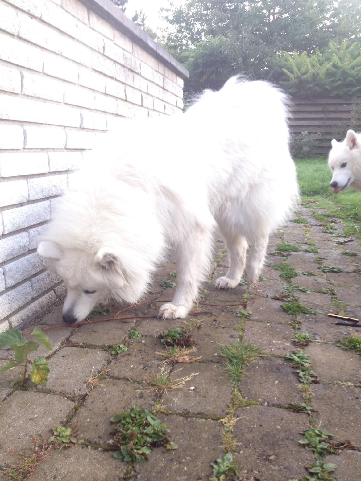 Samojedhund Molly - i love you<3 billede 11