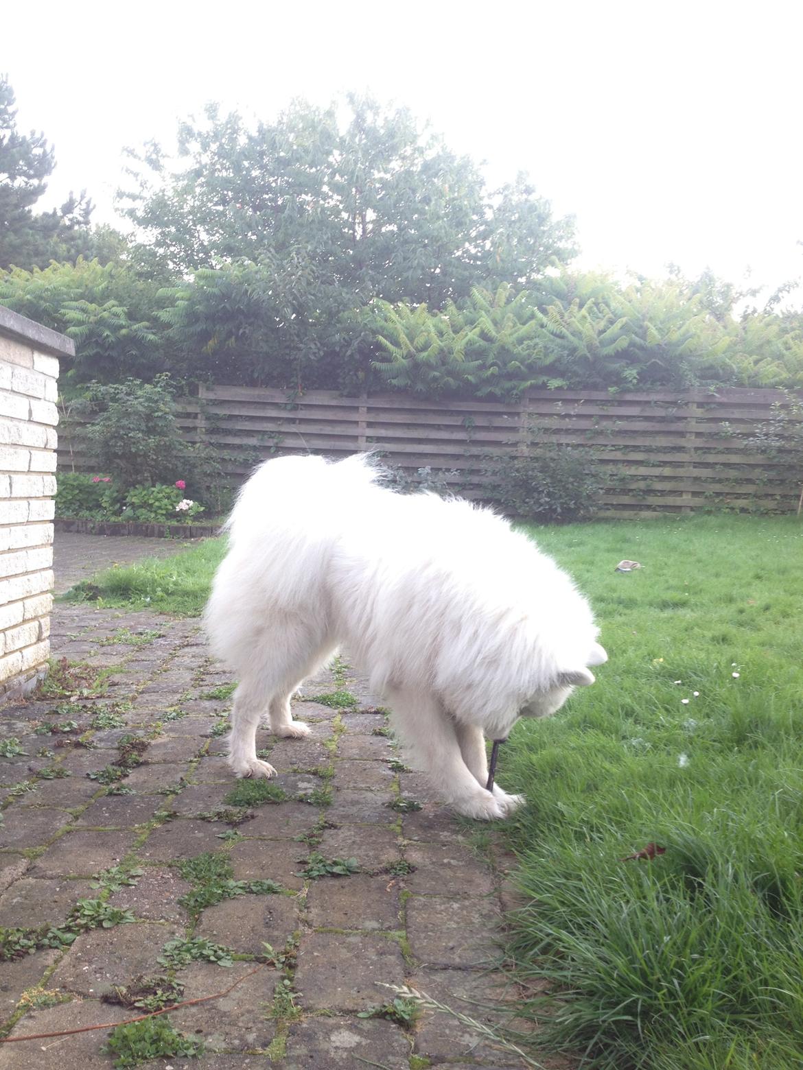 Samojedhund Molly - :) billede 12