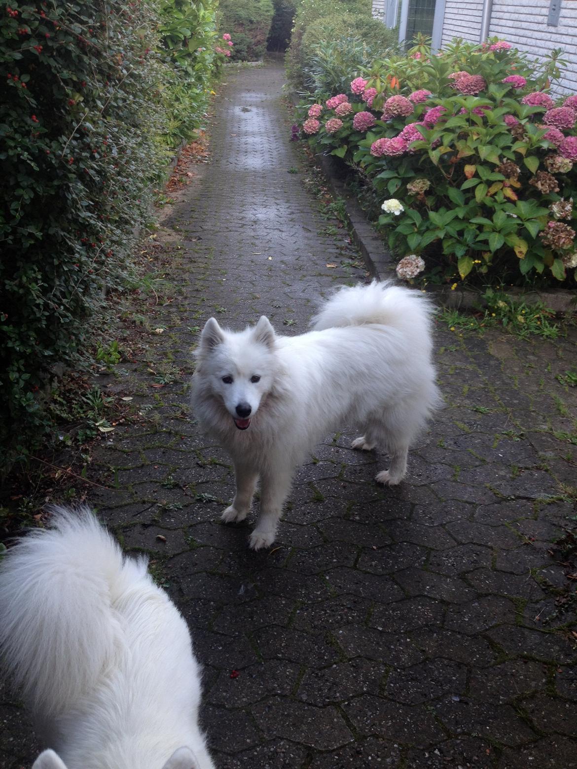 Samojedhund Molly - tak fordi i kiggede forbi:) billede 13