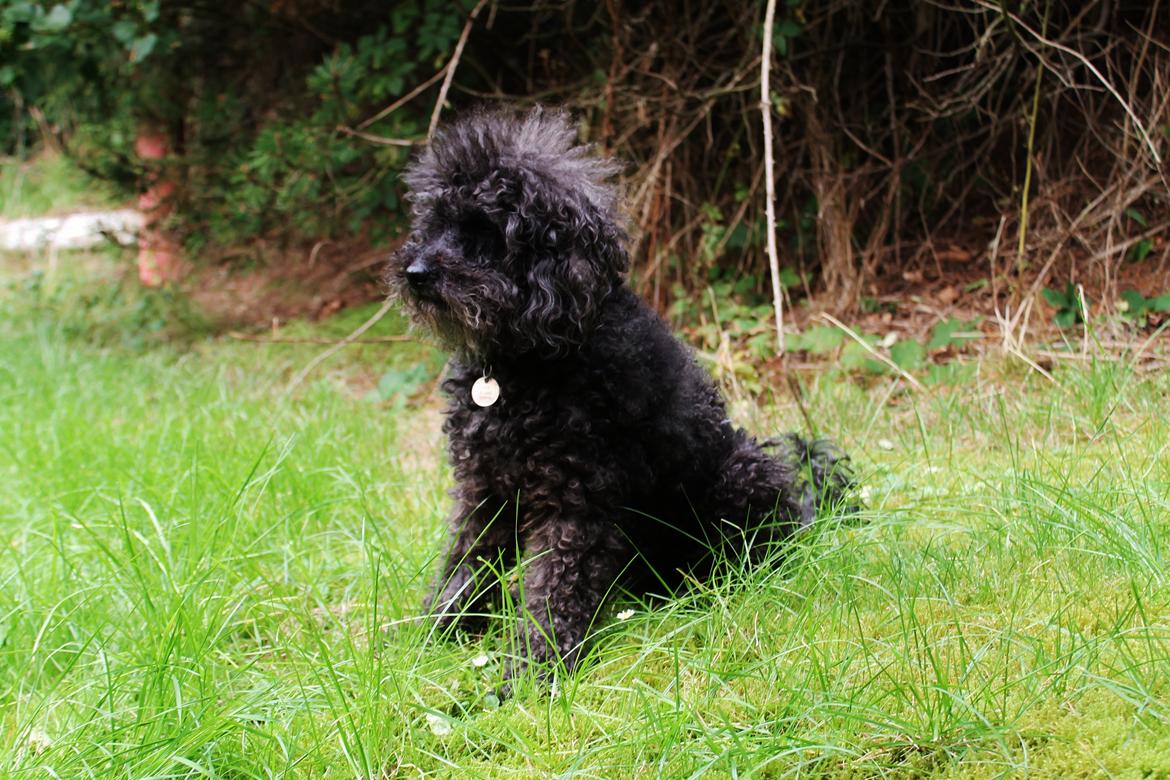 Mellempuddel Uffe billede 1