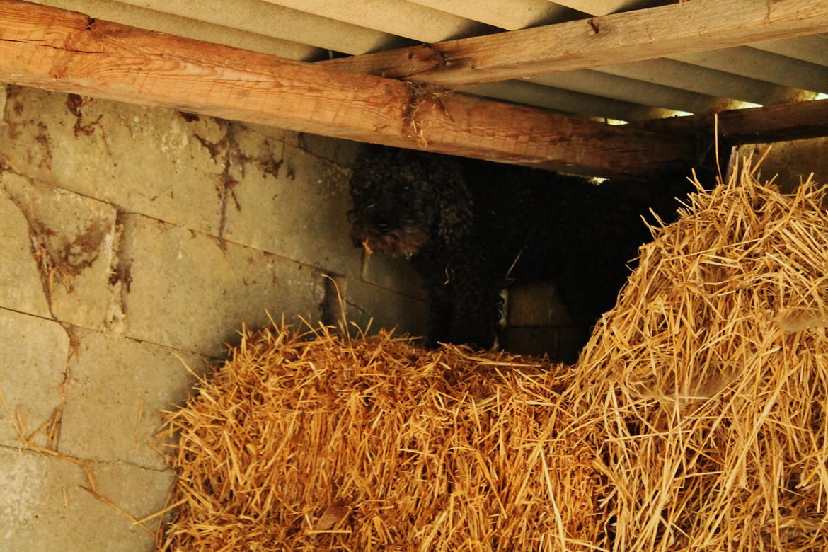 Mellempuddel Uffe billede 11