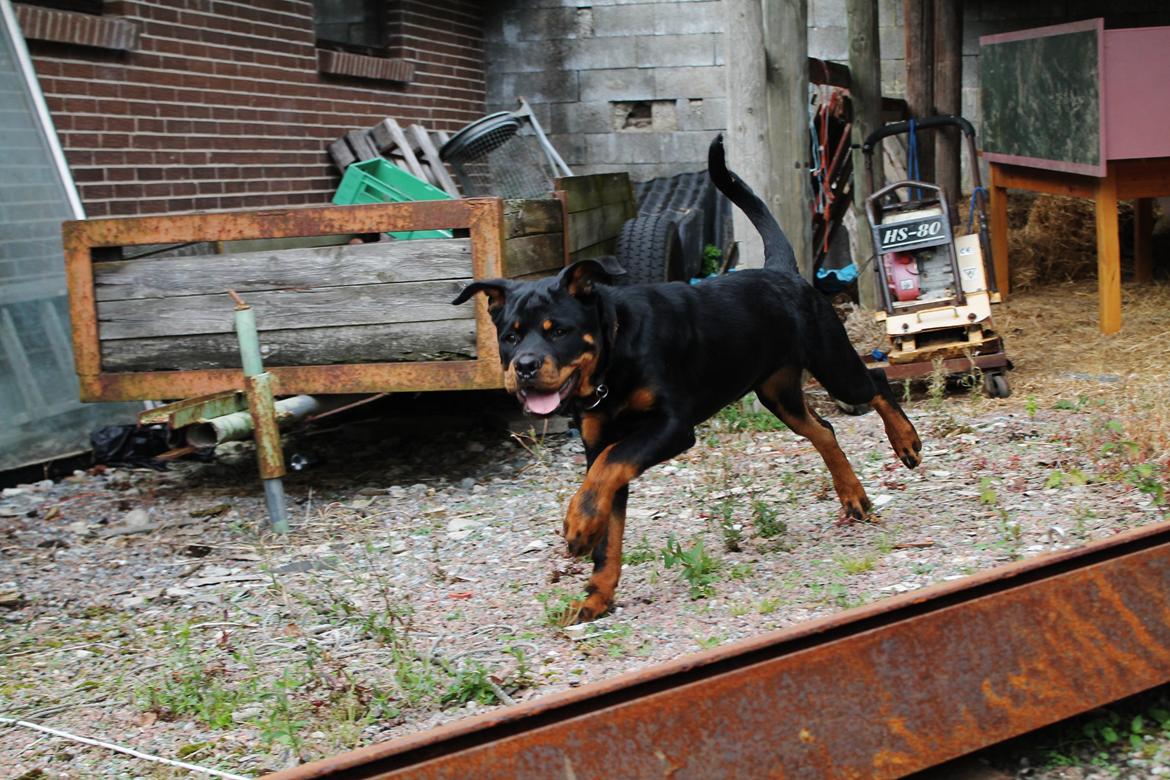 Rottweiler Saxo (Vom Hause Luna's Pyton) - 16/09 2012 billede 19