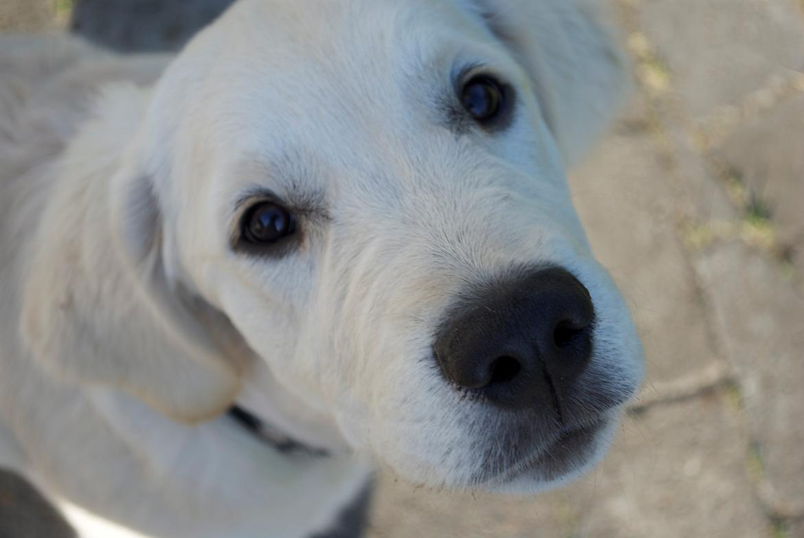 Golden retriever Bertram billede 1