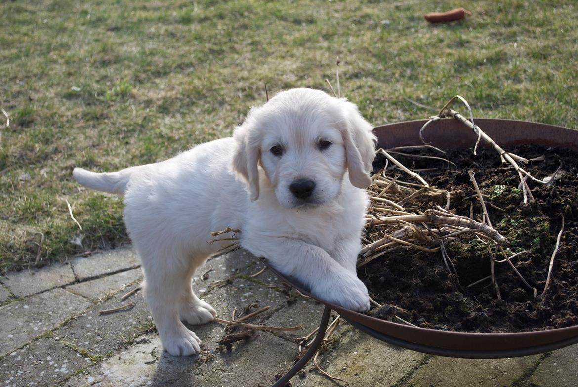 Golden retriever Bertram billede 2