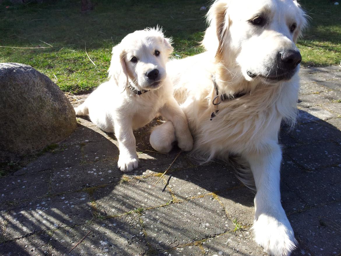Golden retriever Bertram billede 3