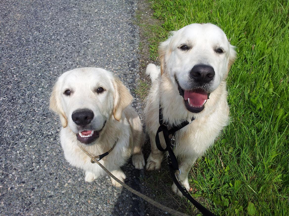 Golden retriever Bertram billede 4