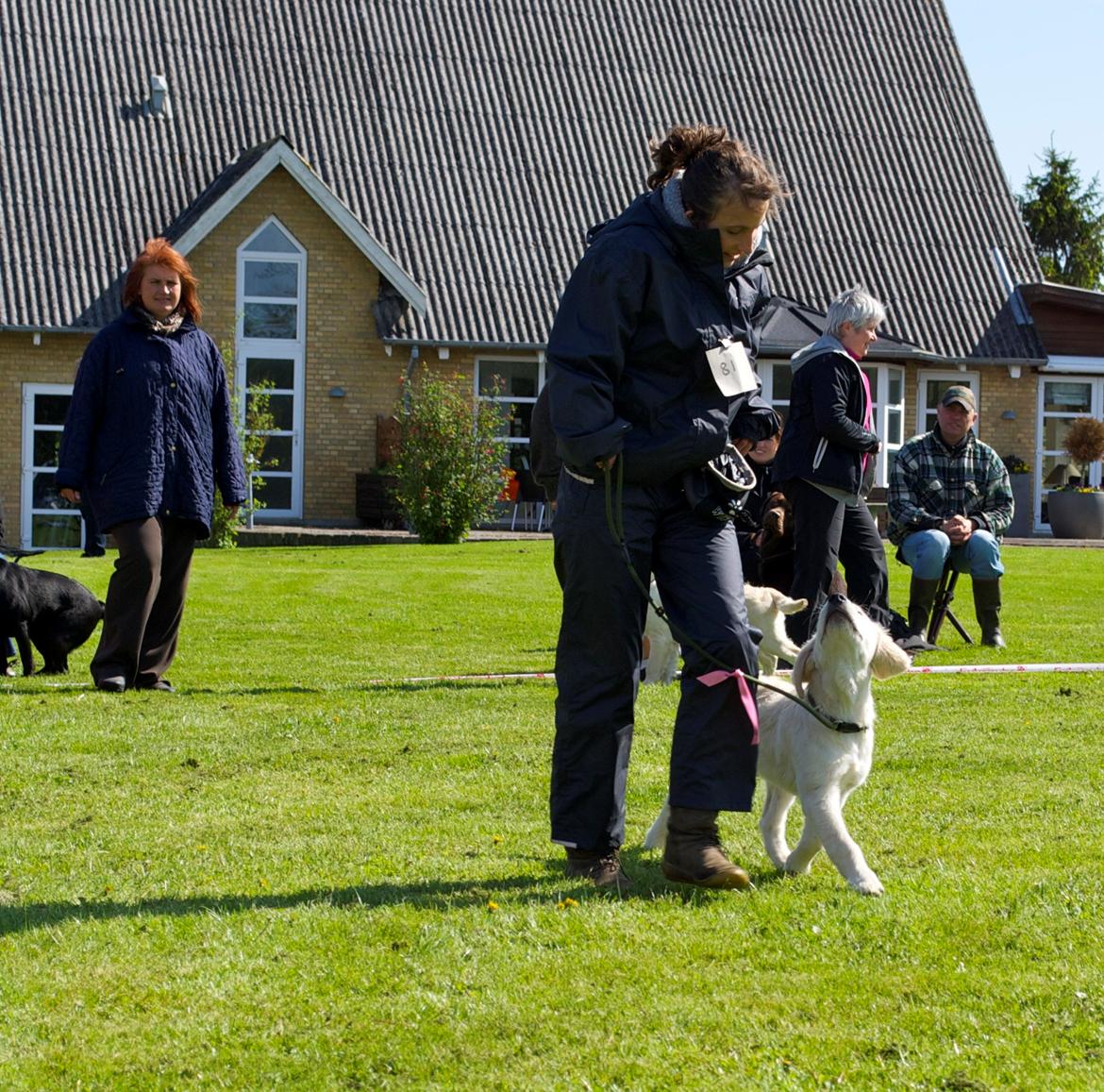Golden retriever Bertram billede 5