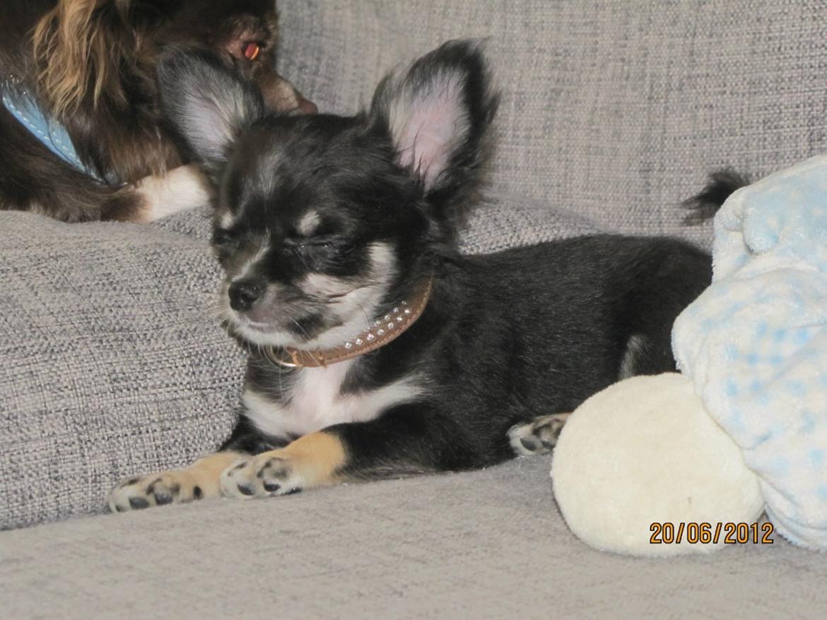 Chihuahua Tyson - Velkommen til min profil♥ billede 1