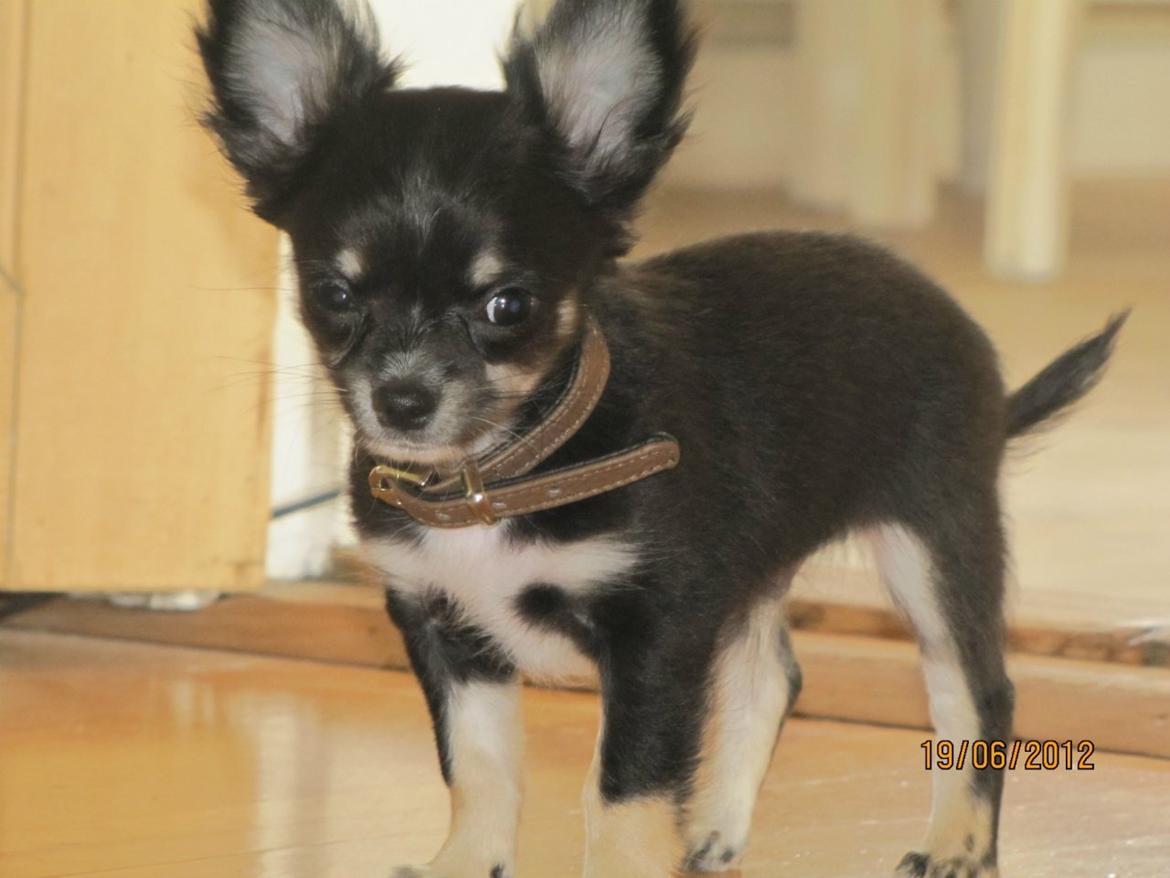 Chihuahua Tyson - Jeg er så fin♥ billede 2