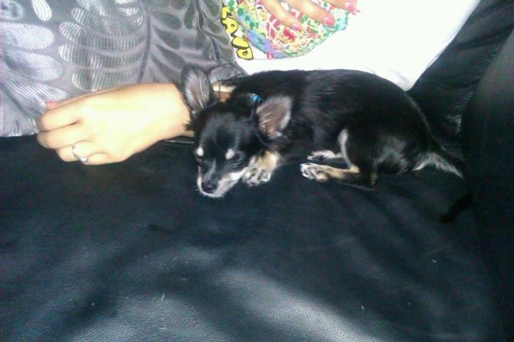 Chihuahua Tyson - Jeg er SÅ træt♥ billede 4