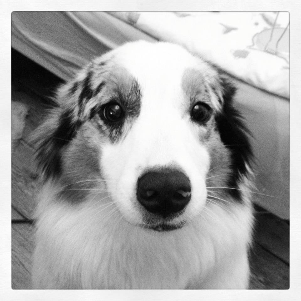 Australian shepherd Moon Rise Smokey Eyes - Velkommen! :D  billede 1