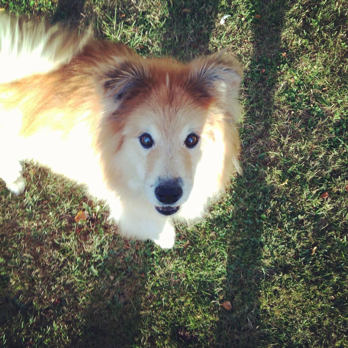 Islandsk fårehund Flóki - Tukki - 15 år, and still going strong.  billede 1